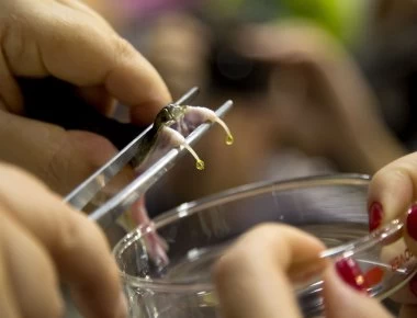 Το δηλητήριο που μπορεί να περιορίσει εντελώς μια από τις πιο φονικές ασθένειες (βίντεο)